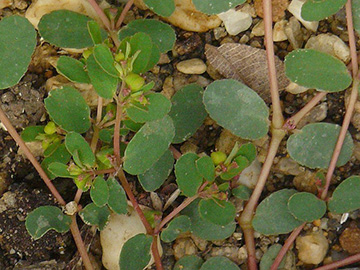 Euphorbia_humifusa_BGKrefeld_170718_KWehr01.jpg