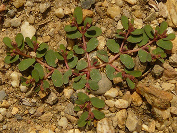 Euphorbia_humifusa_BGKrefeld_170718_KWehr02.jpg