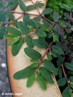 Euphorbia_maculata_BORoncalli250808_ja01.jpg