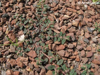 Euphorbia_maculata_BOWattenscheid090711_ja07.jpg