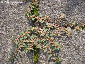 Euphorbia_maculata_FriedhofLuetgendortmund220711_PG01.jpg