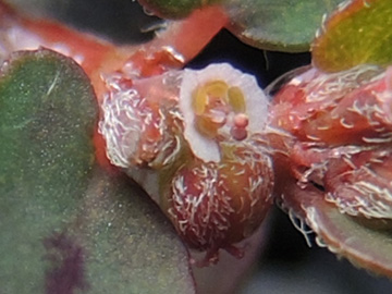 Euphorbia_maculata_HATBlankenstein_220915_ja02.jpg