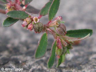 Euphorbia_maculata_KoelnEbertsplatz061013_ja10.jpg