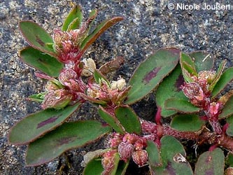 Euphorbia_maculata_Wollersheim2013_NJoussen02.jpg