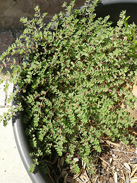 Euphorbia_prostrata_Attendorn_EnnesterStr_220818_DWolbeck01.jpg
