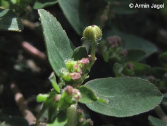 Euphorbia_prostrata_BORoncalli050711_ja09.jpg