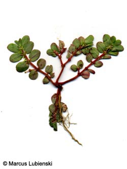 Euphorbia_prostrata_HAT060711_ML05.jpg