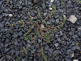 Euphorbia_prostrata_HATHenrichshuette130915_ja02.jpg