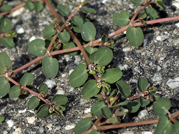 Euphorbia_serpens_051018_HGeier04.jpg
