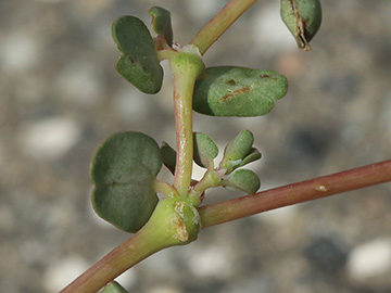 Euphorbia_serpens_051018_HGeier06.jpg