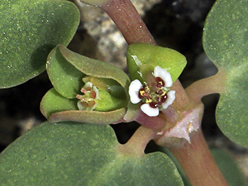 Euphorbia_serpens_051018_HGeier07_2.jpg