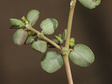 Euphorbia_serpens_051018_HGeier09.jpg