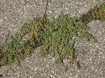 Euphorbia_serpens_051018_HGeier11.jpg