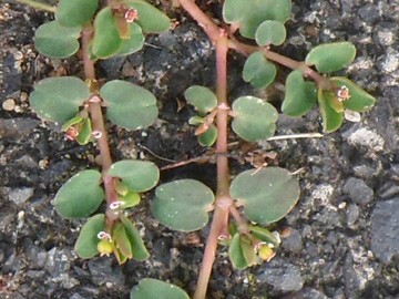 Euphorbia_serpens_Sudholzstrasse_BO_Dahlhausen_111016_PG01_2.jpg
