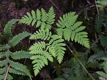 Gymnocarpium_dryopteris_Ennepetal_Peddenoede_010918_CBeckmann01.jpg