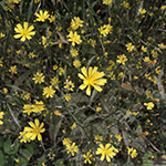 Lapsana communis subsp. intermedia - Mittlerer Rainkohl