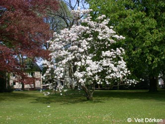 Magnolia_stellata_BOStadtpark_VD01.jpg
