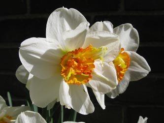 Narcissus_FlowerDrift_BODanziger160411_ja02.jpg