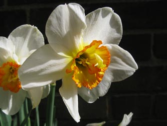 Narcissus_FlowerDrift_BODanziger160411_ja05.jpg