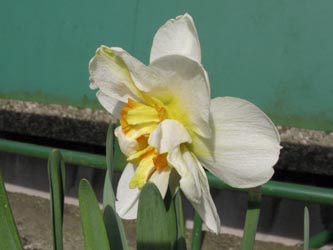 Narcissus_FlowerDrift_BORoncalli220412_ja03.jpg