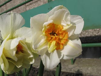 Narcissus_FlowerDrift_BORoncalli220412_ja05.jpg