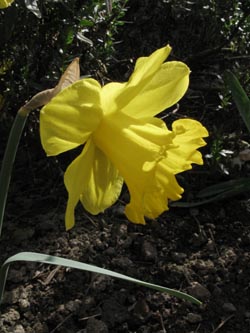 Narcissus_GiganticStar_BORoncalli010412_ja04.jpg