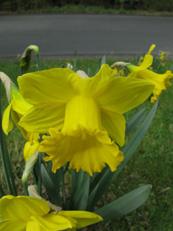 Narcissus_GoldMedal_BORoncalli140410_ja01.jpg