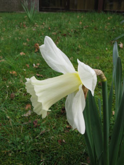 Narcissus_MountHood_BORoncalli090410_ja01.jpg