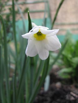 Narcissus_Segovia_BORoncalli070412_ja01.jpg