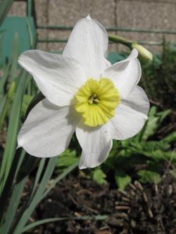 Narcissus_Segovia_BORoncalli110412_ja05.jpg