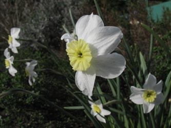 Narcissus_Segovia_BORoncalli220412_ja01.jpg