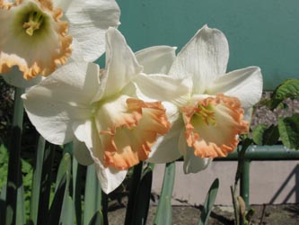 Narcissus_SpringPride_BORoncalli180412_ja02.jpg