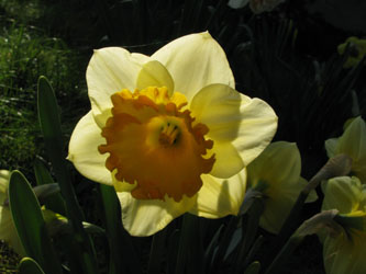 Narcissus_Sunshine_BORoncalli200410_ja04.jpg