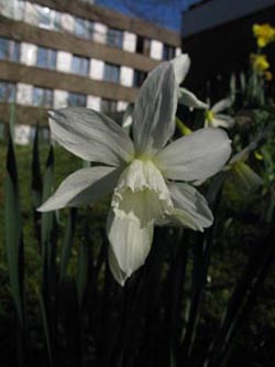 Narcissus_Thalia_BORoncalli060410_ja02.jpg