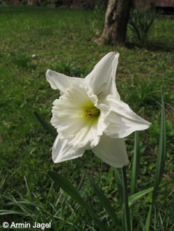 Narcissus_bernardii_BOEhrenfeld040409_ja08.jpg
