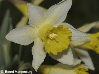 Narcissus_pseudonarcissus_290309_BM02.jpg