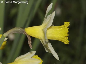 Narcissus_pseudonarcissus_290309_BM03.jpg