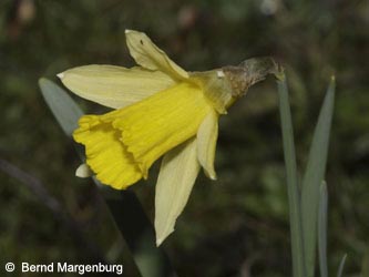 Narcissus_pseudonarcissus_290309_BM05.jpg
