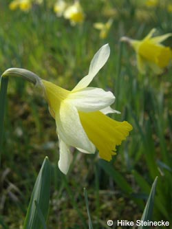 Narcissus_pseudonarcissus_BGFM_HS01.jpg