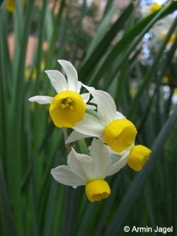 Narcissus_tazetta_BORoncalli110407_ja01.jpg