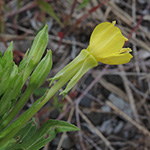 Oenothera issleri - Isslers Nachtkerze