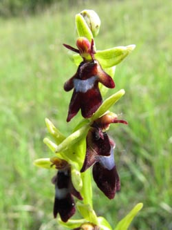Ophrys_insectifera_DahlbergWestheim020612_ML01.jpg
