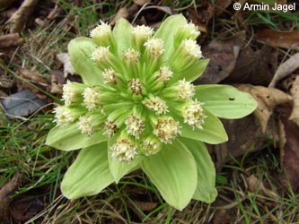 Petasites_japonicus_BGD140406_ja03.jpg