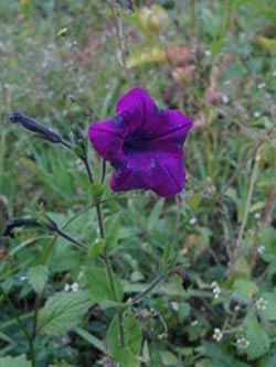 Petunia_BOKlosterbusch041009_ja01.jpg
