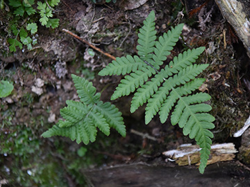 Phegopteris_connectilis_Peddenoede_010918_CBeckmann01.jpg