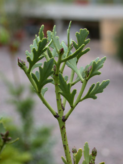 Phyllocladus_alpinus_ja6.jpg