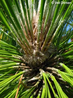 Pinus_jeffreyi_Burgholz200908_VD01.jpg
