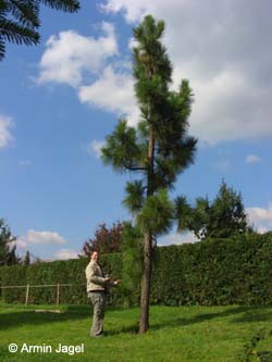 Pinus_jeffreyi_Burgholz200908_ja01.jpg
