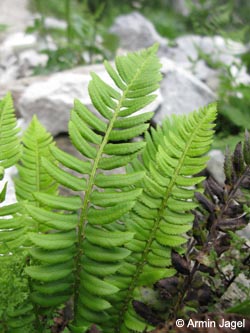 Polystichum_lonchitis_Hupfleitenloch_Alpen2011_ja01.jpg