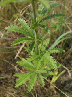Potentilla_recta_LEV-Schlehbusch_270615_TK27.jpg